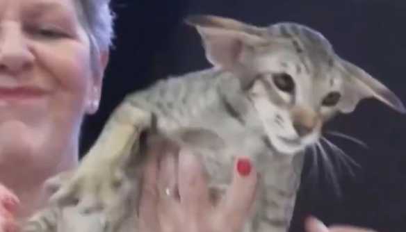 比利时举行世界最美猫比赛！分雄性雌性外星猫等类别