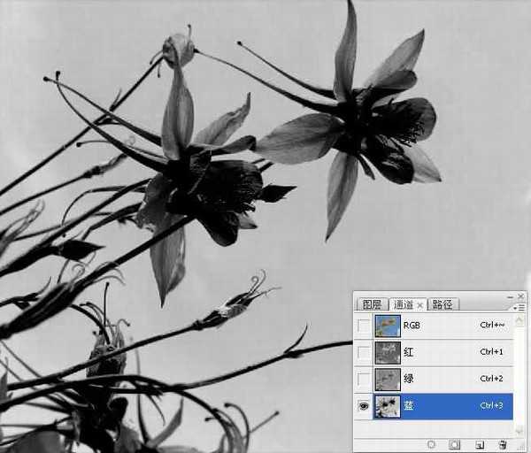 Photoshop巧用颜色通道将花卉从背景分离