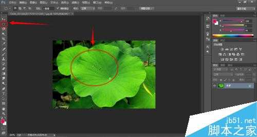 Photoshop制作荷叶上的水滴效果