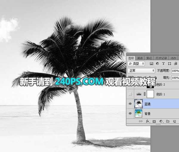 photoshop如何用通道快速抠出海边枝叶繁茂的椰子树